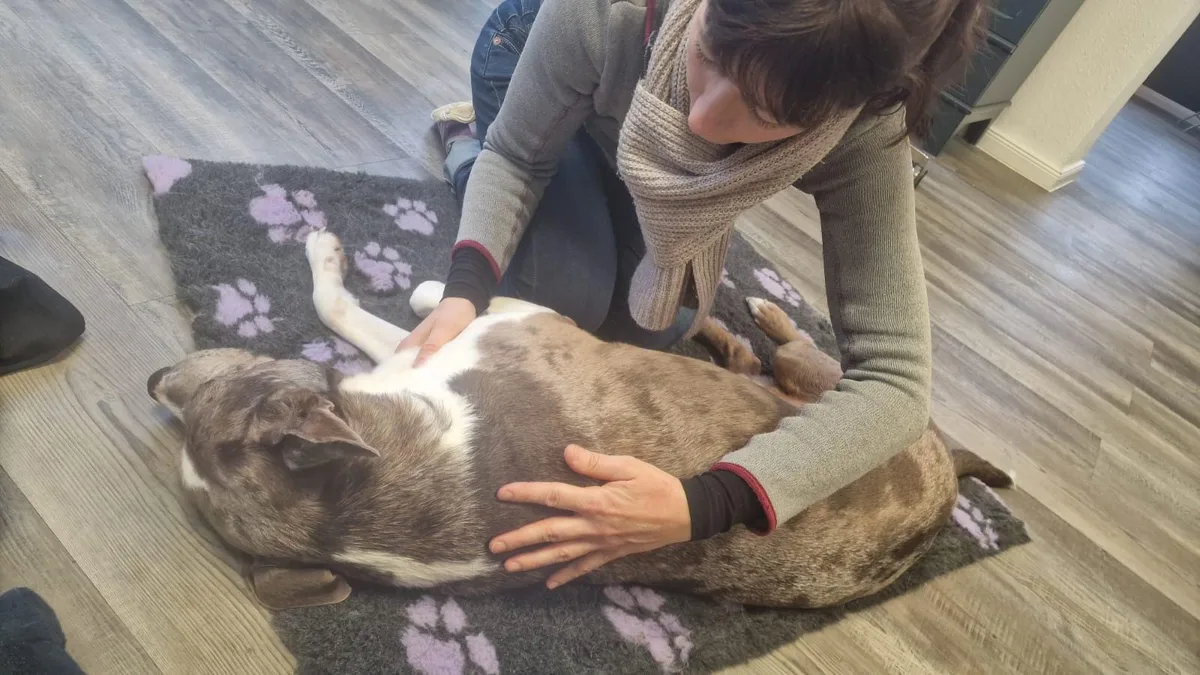 Ein Hund liegt entspannt auf der Seite, während Nicole Albers ihn behandelt