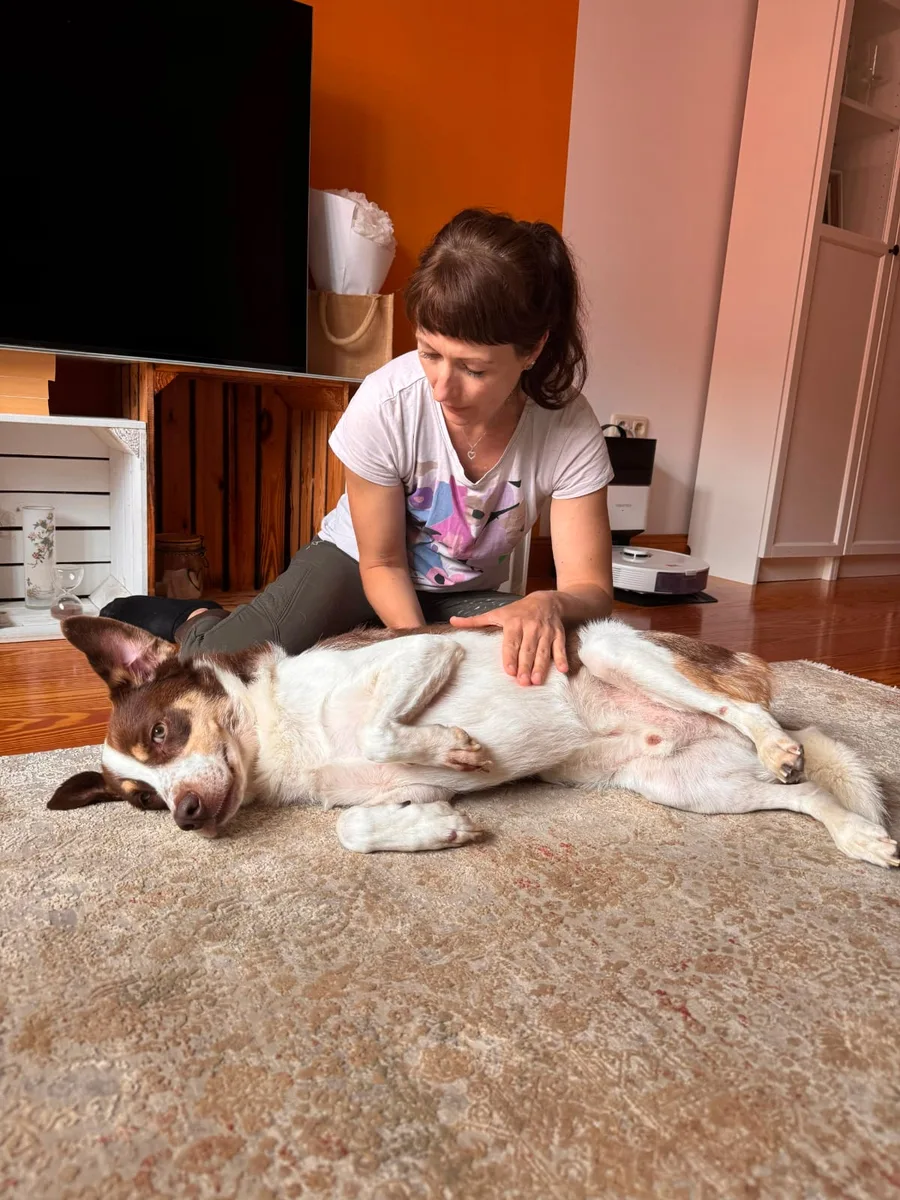 Ein Hund hat sich während der Behandlung im Wohnzimmer lang hingelegt