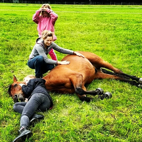 Ein Pferd hat sich während der Behandlung auf der Weide hingelegt