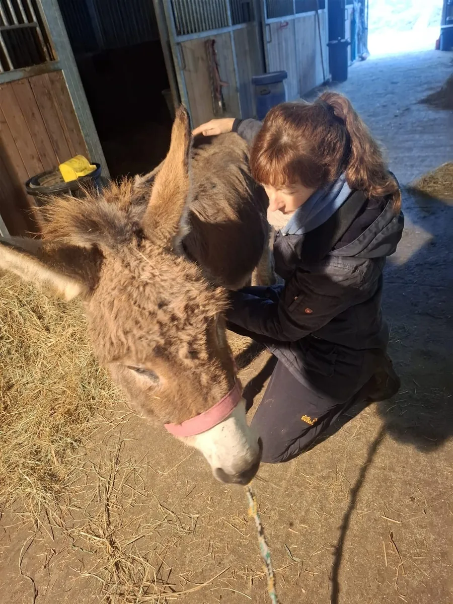 Nicole Albers behandelt ruhig einen Esel im Stall bei warmem Gegenlicht