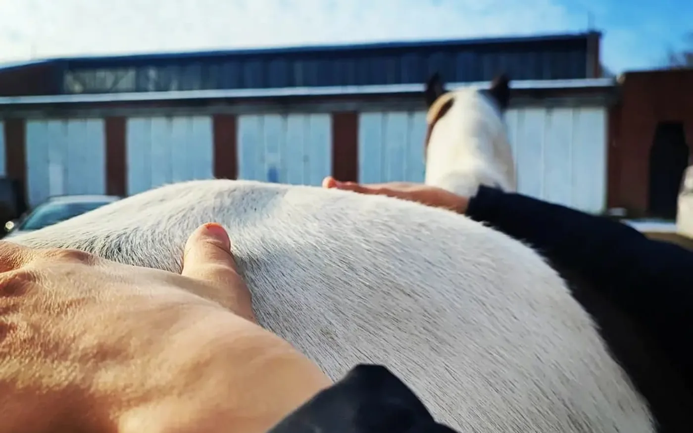 Beide Hände von Nicole Albers ruhen auf dem Rücken eines Schimmels, Blick über das Pferd zum Himmel
