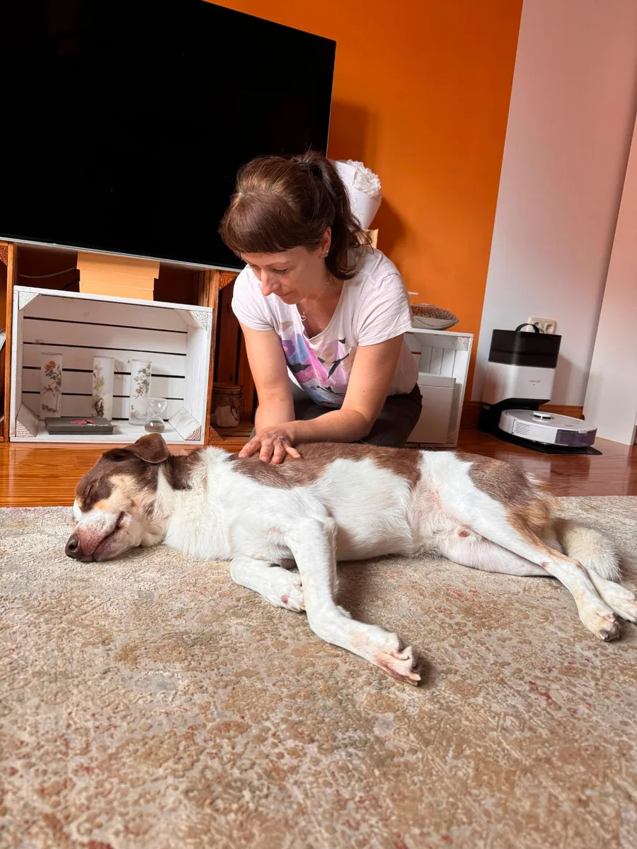 Hund liegt tief entspannt auf dem Wohnzimmerteppich, während Nicole Albers ihn behandelt