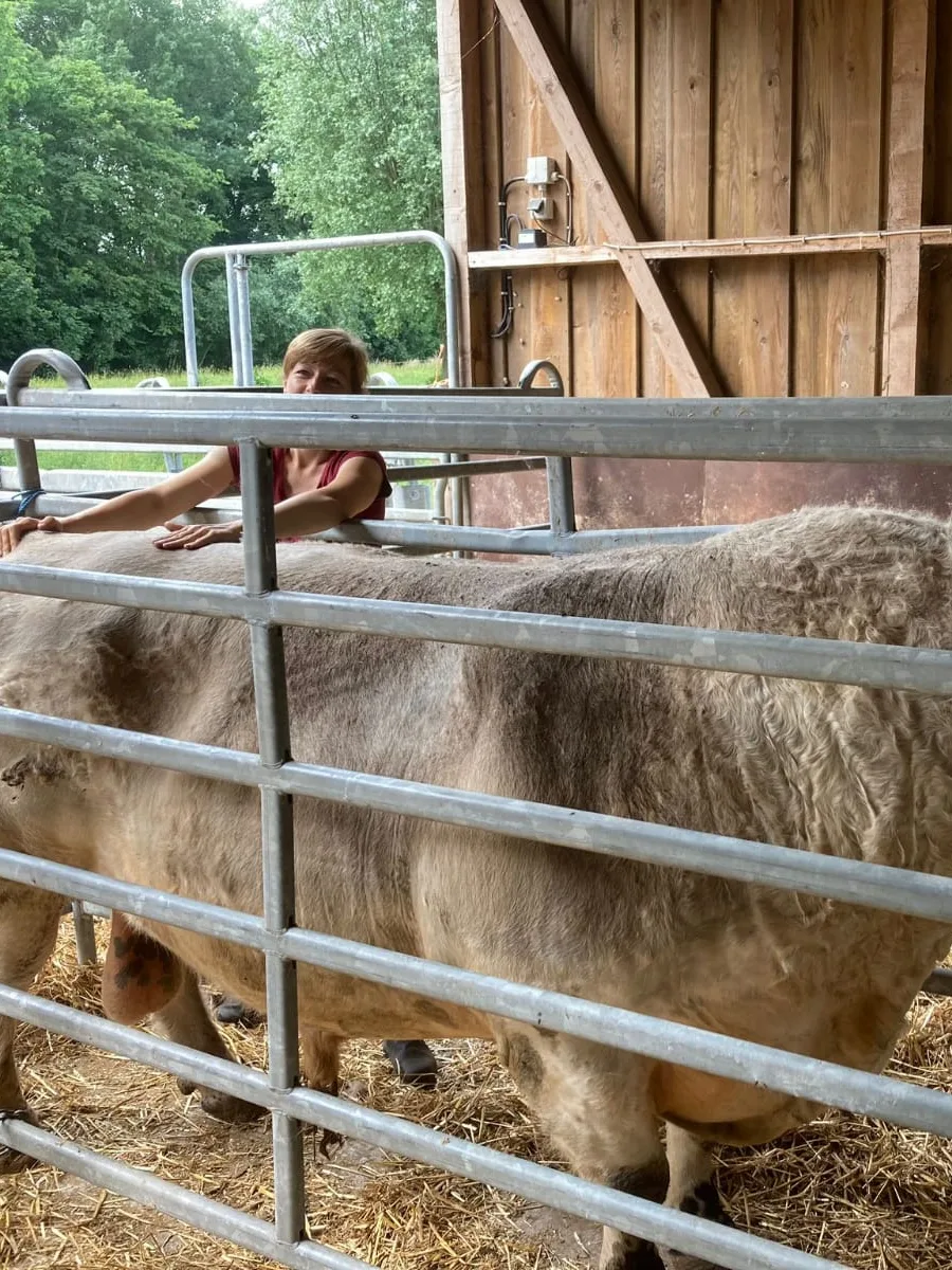 Nicole Albers legt über das Gatter hinweg beide Hände auf den Rücken eines hellen Bullen im Stall